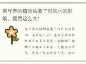 客厅养的植物枯萎了对风水的影响，竟然这么大！