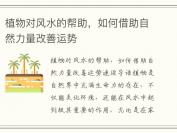 植物对风水的帮助，如何借助自然力量改善运势