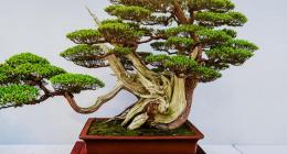 什么样的树植能驱邪祈福呢？来讲讲驱邪避邪的植物(图文)